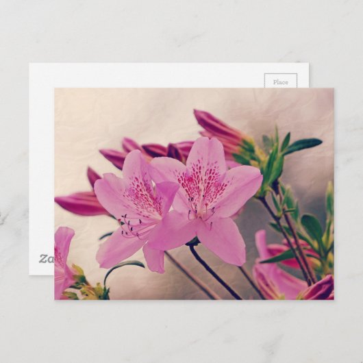 Azaleas Postkarte (Vorne/Hinten)
