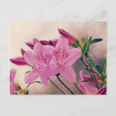 Azaleas Postkarte (Vorderseite)