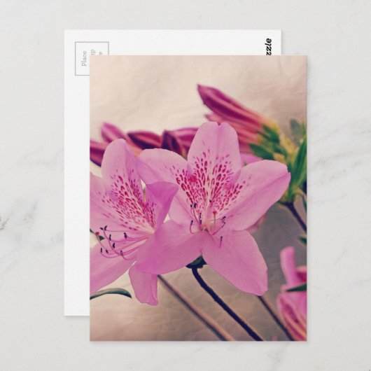 Azaleas Postkarte (Vorne/Hinten)