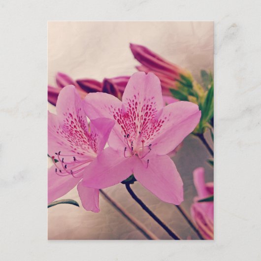 Azaleas Postkarte (Vorderseite)