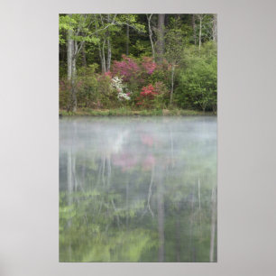 Azaleas relfecting in a pond during early poster