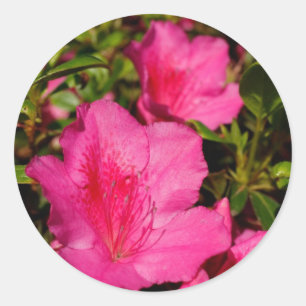 Azaleas Runder Aufkleber