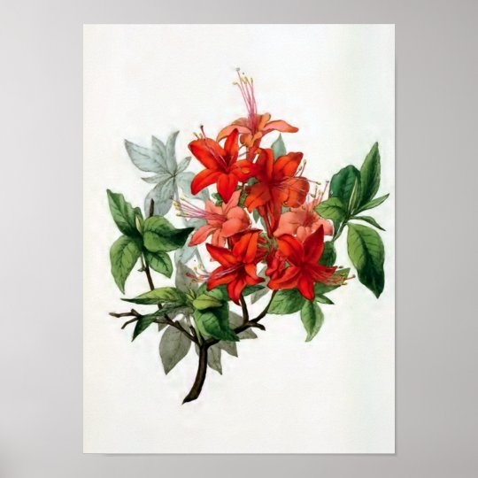 Azalee Nudiflora Vintage Blumen Illustration Poster Zazzle De