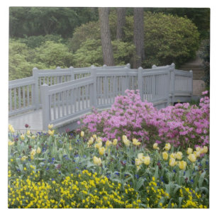 Azaleen-Heide-Familie (Ericaceae), Tulpe und Fliese