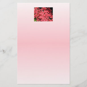 Azaleen. Hübsche rosa Blume.