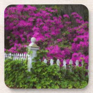 Azaleen im Frühling auf der historischen Insel der Untersetzer