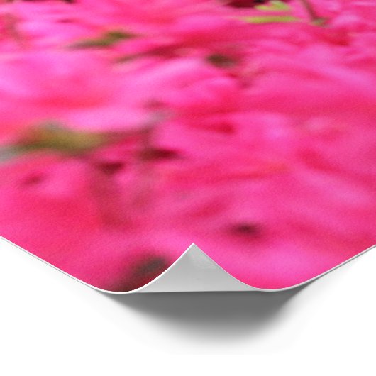 Azaleen im vollen Blut Poster (Ecke)
