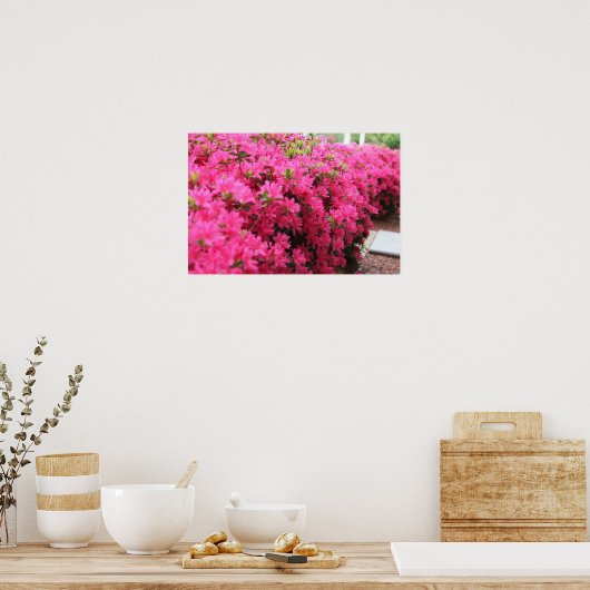 Azaleen im vollen Blut Poster (Küche)