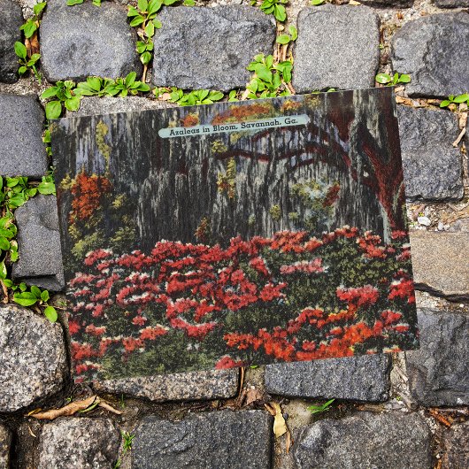 Azaleen in Bloom in Savannah GA Postkarten