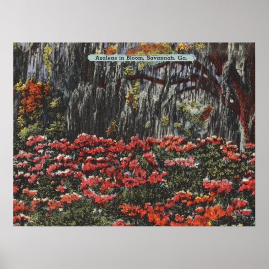 Azaleen in Bloom in Savannah GA Postkarten Poster (Vorne)