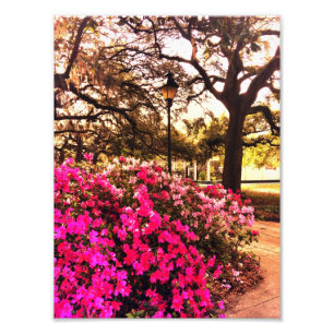 Azaleen in Forsyth Park Fotodruck
