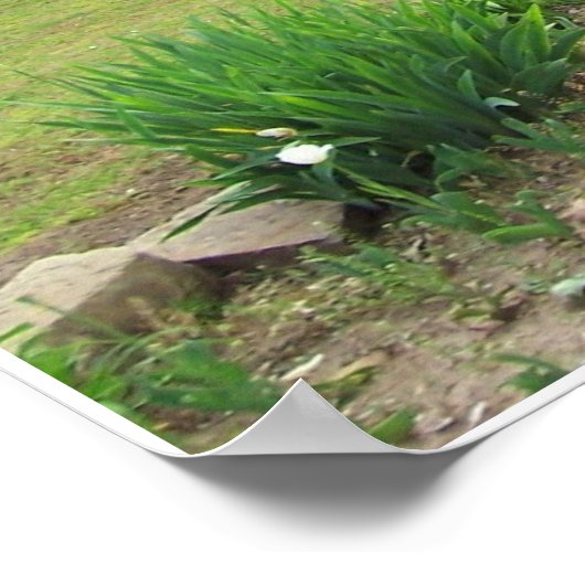 Azaleen in Oklahoma Poster (Ecke)