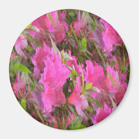Azaleen in Pink.... Magnet (Vorne)