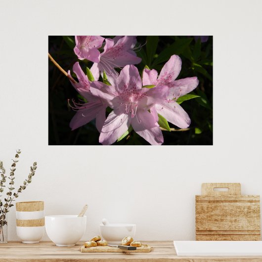 Azaleen in Sunshine Poster (Küche)