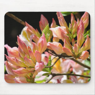 Azaleen MOUSEPADS Rosa Orange Azalaeas Blume Art
