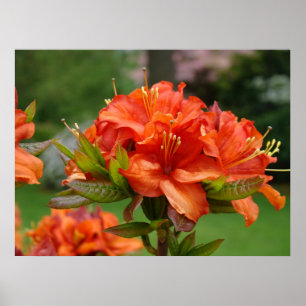 AZALEEN Orange 14 Azaleen Blumen Kunstposter Poster