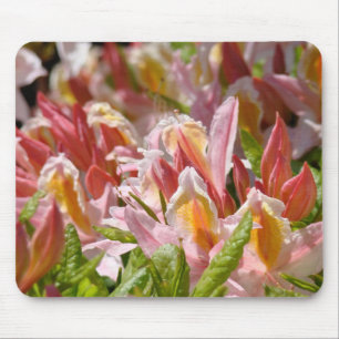 Azaleen Pink Orange MAUSPAD Azaleen Blumen