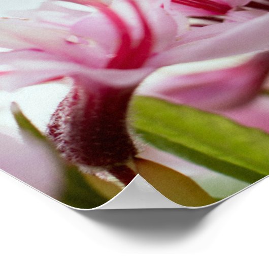 Azaleen Poster (Ecke)