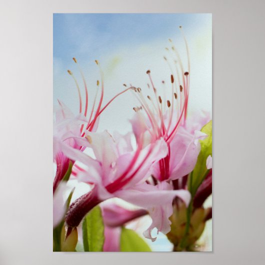 Azaleen Poster (Vorne)