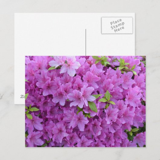 Azaleen Postkarte (Vorne/Hinten)