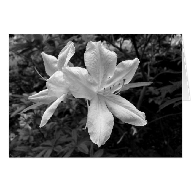 Azaleen / Rhododendren in B&W (Vorderseite (Horizontal))