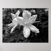 Azaleen / Rhododendren in B&W Poster (Vorne)