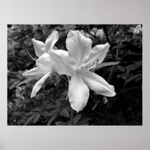 Azaleen / Rhododendren in B&W Poster