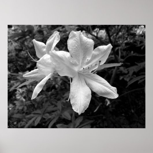 Azaleen / Rhododendren in B&W Poster (Vorne)
