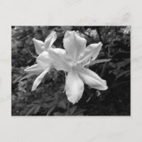 Azaleen / Rhododendren in B&W