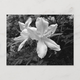 Azaleen / Rhododendren in B&W Postkarte
