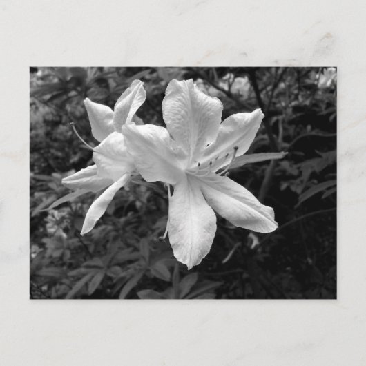 Azaleen / Rhododendren in B&W Postkarte (Vorderseite)