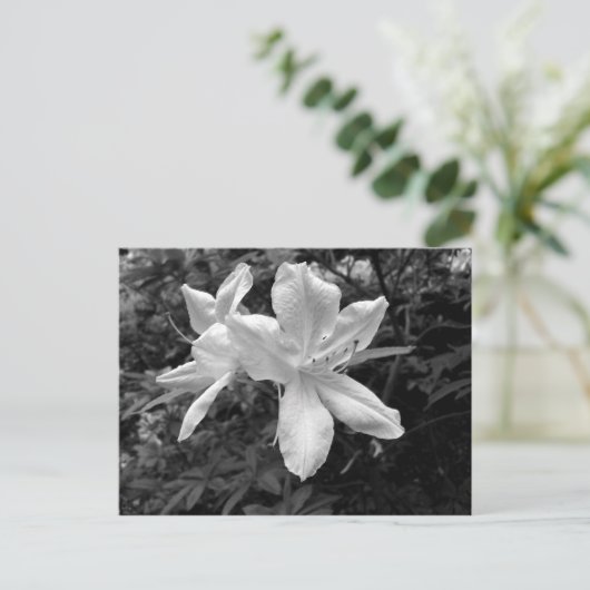 Azaleen / Rhododendren in B&W Postkarte (Stehend Vorderseite)