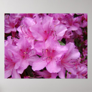 Azaleen Rosa Azaleenblüten 11x14 Kunst Drucke