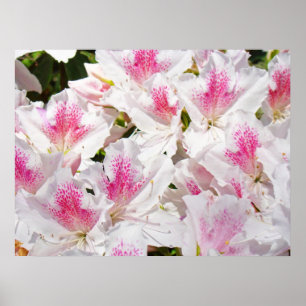 Azaleenblüten Kunstposter Pinke Weiße Azaleen Poster