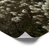 Azalia und Magnolia Poster (Ecke)