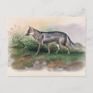 Azaras Fox von Joseph Wolf Postkarte