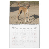 Azawakh-Kalender 2011 Kalender (Mär 2027)