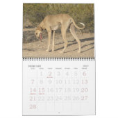 Azawakh-Kalender 2011 Kalender (Feb 2027)