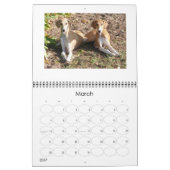 Azawakh Kalender 2016 (Mär 2027)