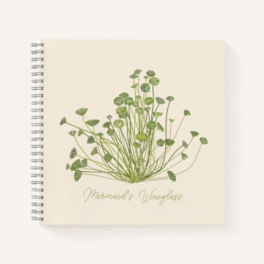 Azetabularia, handgezogen notizblock (Vorderseite)