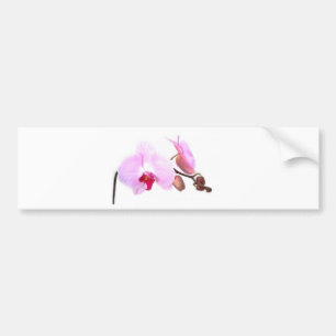 Aziza Orchid Blossoms Autoaufkleber