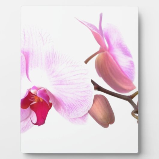 Aziza Orchid Blossoms Fotoplatte (Vorderseite)