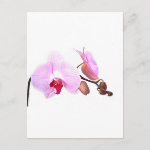 Aziza Orchid Blossoms Postkarte