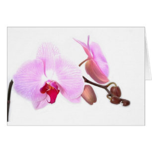 Aziza Orchideen-Blüten