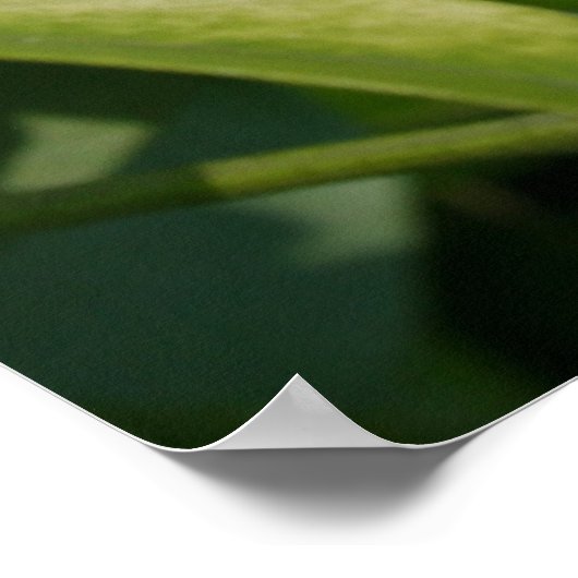 Aztec Pearl Poster (Ecke)