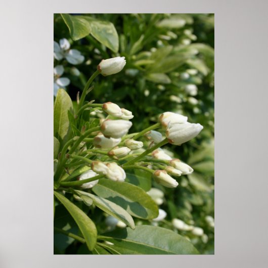 Aztec Pearl Poster (Vorne)