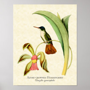 Azurblau gekrönter Kolibri-Kunst-Druck Poster