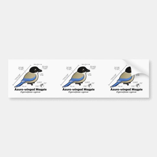 Azurblau-winged Elster-Statistiken Autoaufkleber (Vorne)