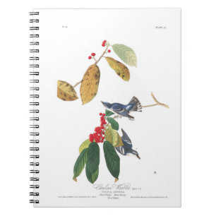 Azurblaucerulean-Trällerer Audubon Platten-48 Notizblock