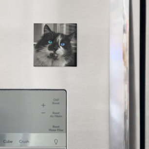 Azurblaue Seele Schwarze Katze Blaue Augen Quadrat Magnet